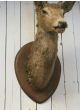 Vintage deer head on mount 