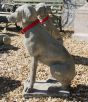 Stone garden dog statues Ireland