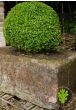 antique stone trough
