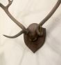 Vintage hunting antlers