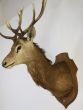 Vintage hunting staggs head 