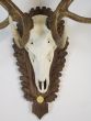 Antique hunting trophy head 