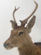 Antique deer head on mount 