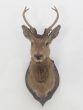 Antique deer head on mount 