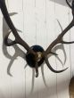 Large Vintage black antlers on black plaque