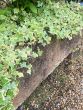 Large 19th century stone trough nicely weathered 