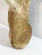 Large vintage deers head with antlers