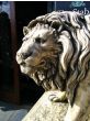 The Triton Collection - Triton Lion Statues (Pair)