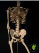 Medical Skeleton on Beautiful Brass Stand