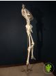 Medical Skeleton on Beautiful Brass Stand