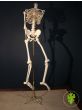 Medical Skeleton on Beautiful Brass Stand