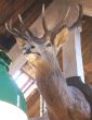 Large stag mounted on oak 