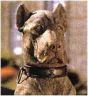 The Triton Collection - Pair of Kingsale Hounds on Tall Plinths