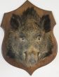 Vintage wild boar trophy head 