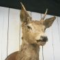 Stag head on wooden mount 