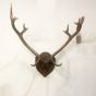 Vintage trophy antlers