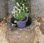 Vintage cow tail pump and trough 