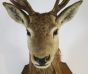 Antique deer head on plinth