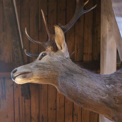 Vintage stags head on Oak plaque