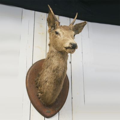 Deers Head on wooden mount 