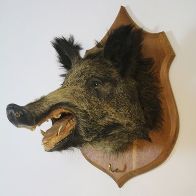 Vintage boars head on wooden mount 