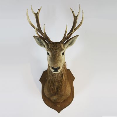 Fantastic stag / deers head on mount 