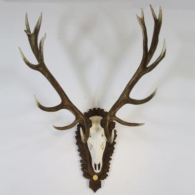 Large antlers & skull