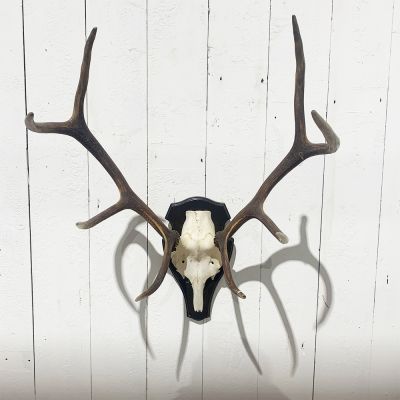 Superb pair of vintage mounted Deer antlers