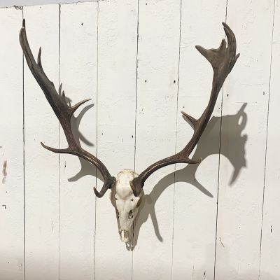 Pair of vintage European antlers 