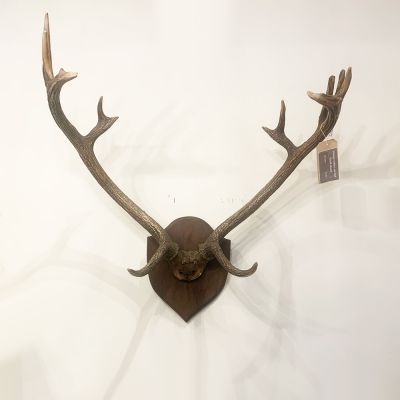 Vintage antlers on Oak mount 