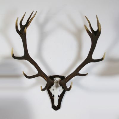 Magnificent pair of mounted antlers 