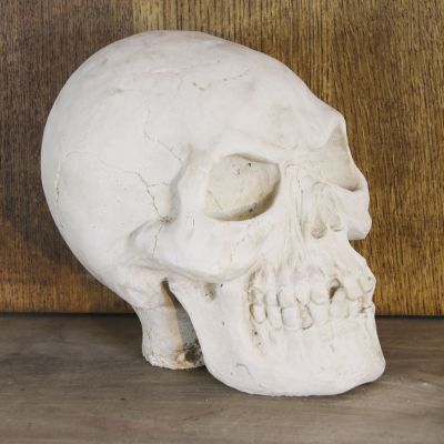 Reconstituted stone skull