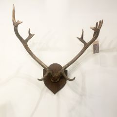 Vintage trophy antlers