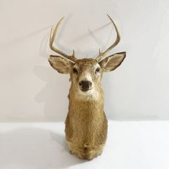Large vintage deers head with antlers