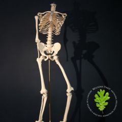 Medical Skeleton on Beautiful Brass Stand