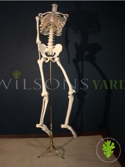 Medical Skeleton on Beautiful Brass Stand