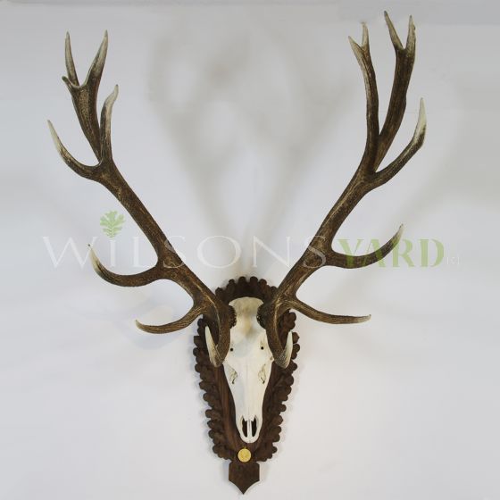 Vintage skull and antlers on wooden mount 