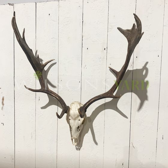 Pair of vintage European antlers 