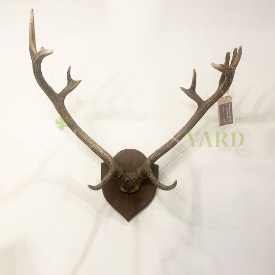 Vintage trophy antlers