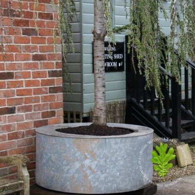 Huge Circular Galvanised Planters from London